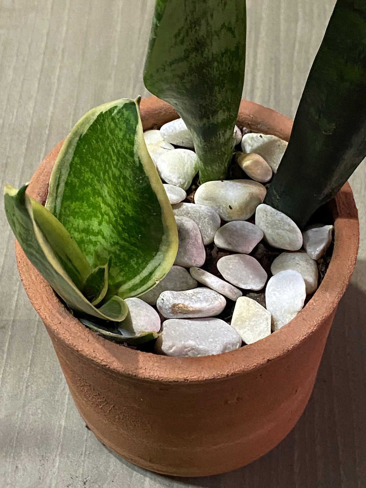 Sansevieria Mini: Un Toque Compacto y Elegante para Espacios Pequeos
